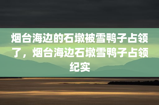 烟台海边的石墩被雪鸭子占领了，烟台海边石墩雪鸭子占领纪实